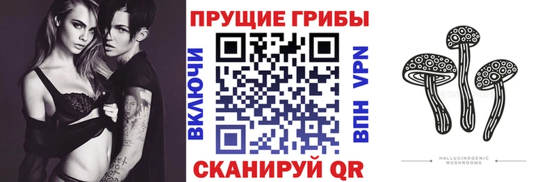 Псилоцибиновые грибы Cubensis  Купить  Дагестанские Огни 
